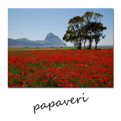 polaroid di un campo di papaveri